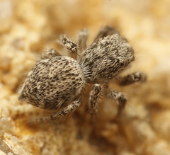 Habronattus hirsutus