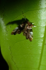 Erastroides emarginata