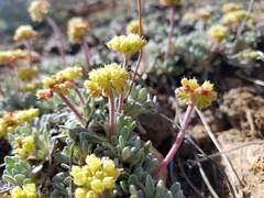 Eriogonum caespitosum