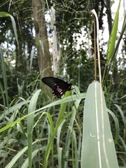 Parides neophilus