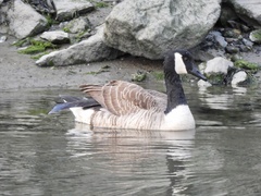Branta canadensis