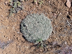 Eriogonum caespitosum