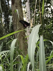 Parides neophilus