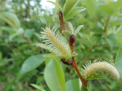 Salix reinii