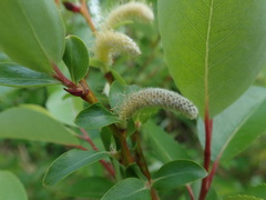 Salix reinii