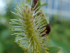 Salix reinii