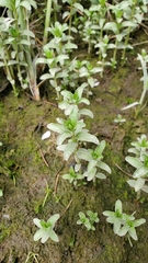 Lysimachia maritima