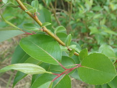 Salix reinii