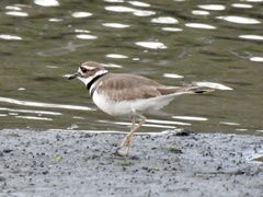 Charadrius vociferus