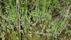 Lysimachia maritima