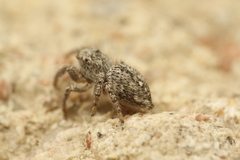 Habronattus hirsutus