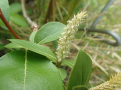 Salix chaenomeloides