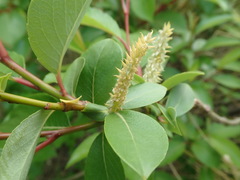 Salix chaenomeloides