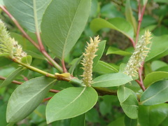 Salix chaenomeloides