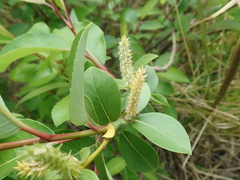 Salix chaenomeloides