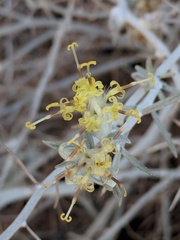 Tetradymia comosa