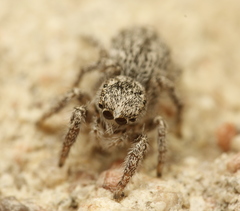 Habronattus hirsutus