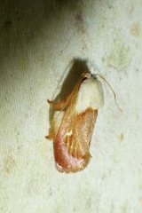 Eomichla hallwachsae