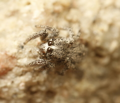 Habronattus hirsutus