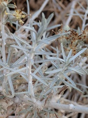 Tetradymia comosa