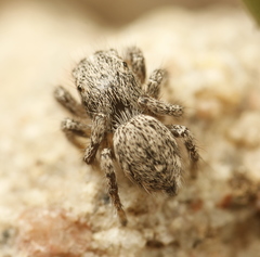 Habronattus hirsutus