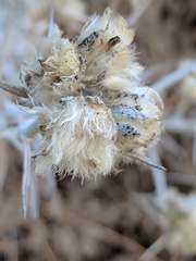 Tetradymia comosa