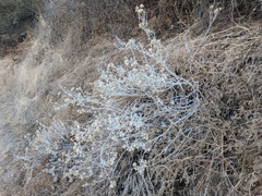 Tetradymia comosa