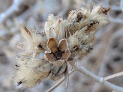 Tetradymia comosa