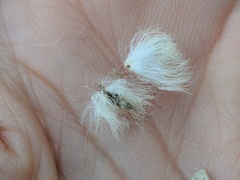 Tetradymia comosa