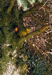 Sciurus niger