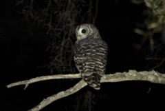 Strix chacoensis