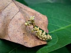 Callibia diana