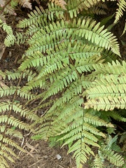 Dryopteris