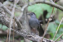 Dumetella carolinensis