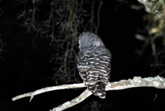 Strix chacoensis