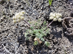 Lomatium foeniculaceum