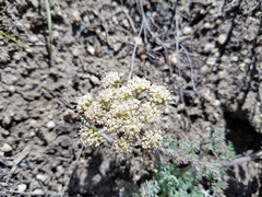 Lomatium foeniculaceum