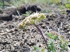 Lomatium foeniculaceum