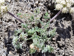 Lomatium foeniculaceum
