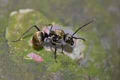 Polyrhachis vigilans