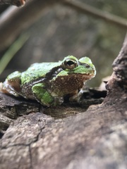 Hyla japonica