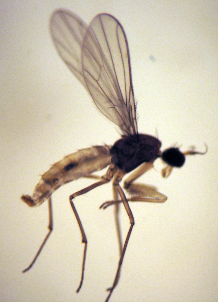 Chelipoda oblinita