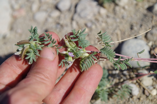 Image of Astragalus emoryanus by (c) Eric Knight, some rights reserved (CC BY)