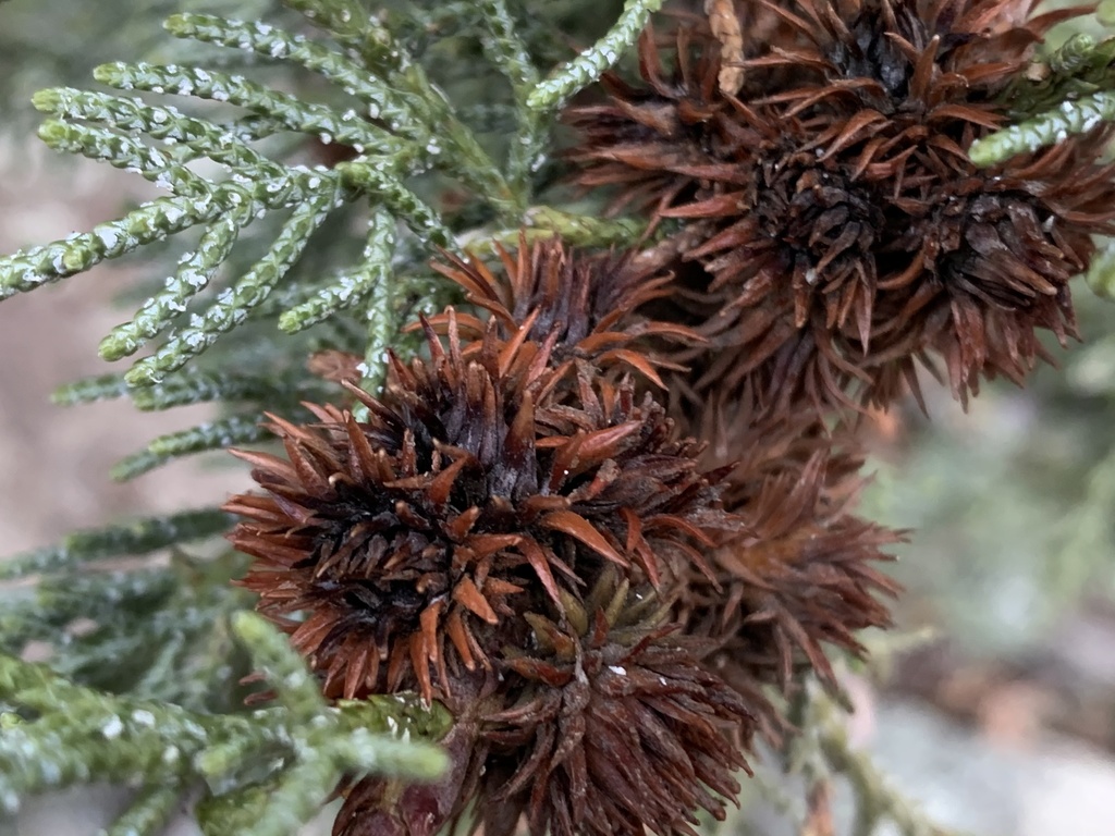 Oligotrophus juniperi