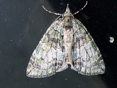 Hydriomena transfigurata