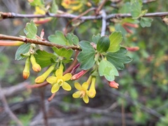 Ribes aureum aureum