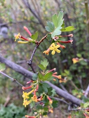 Ribes aureum aureum