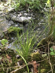 Carex atlantica atlantica