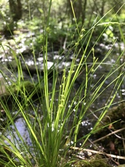 Carex atlantica atlantica