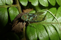 Poiocerinae